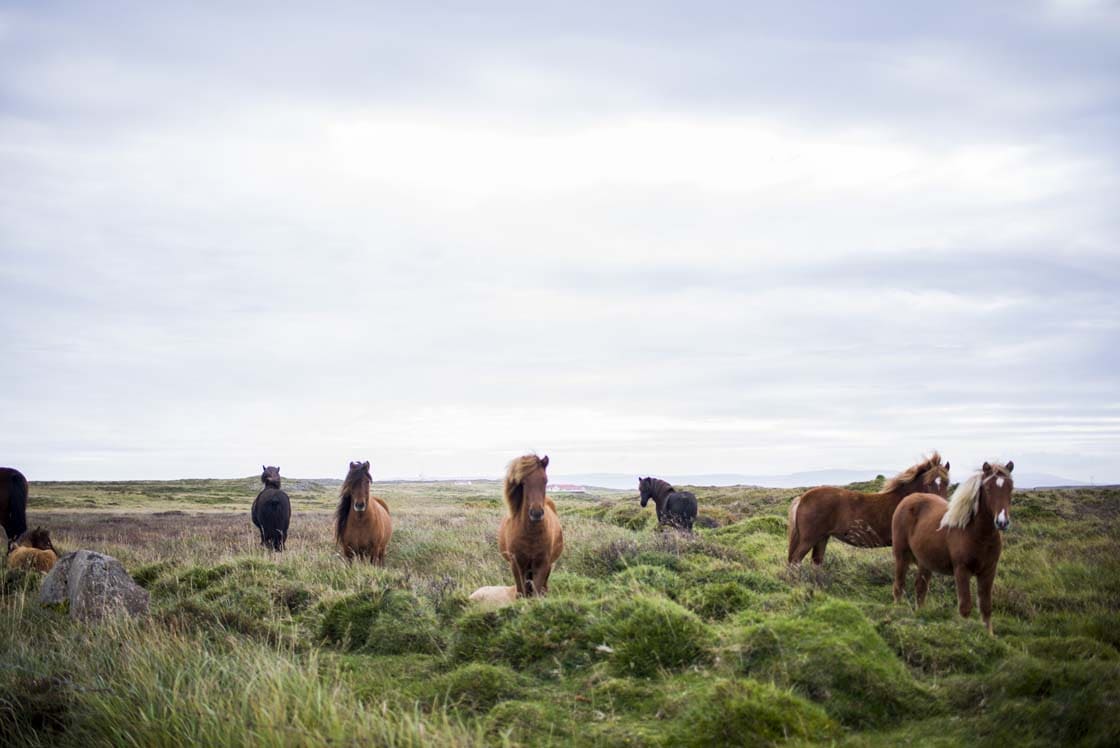 Wild Horses – where to see them